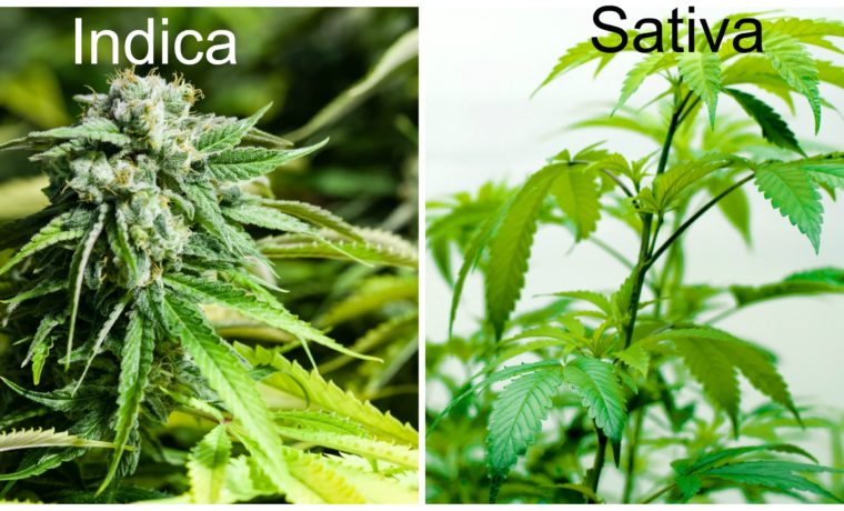 Sativa and indica cannabis comparison.